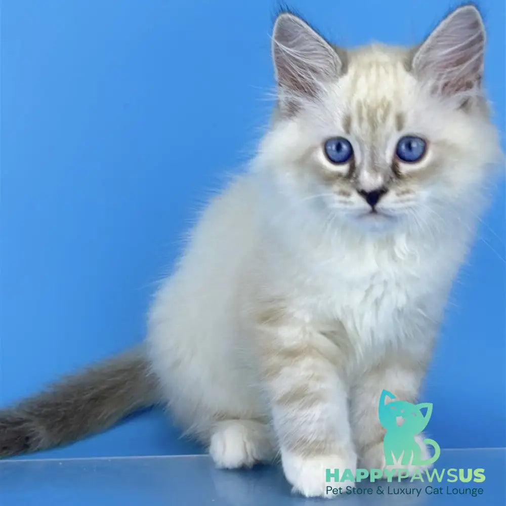 Asterix Siberian male seal tabby pointed with white - live animals