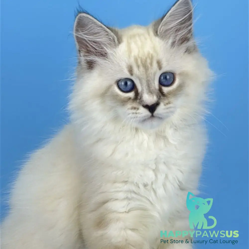Asterix Siberian male seal tabby pointed with white - live animals