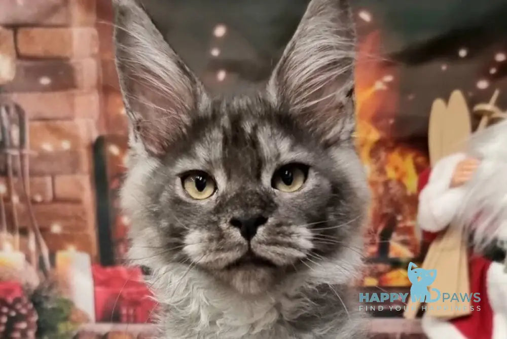 Astins Maine Coon male black silver live animals