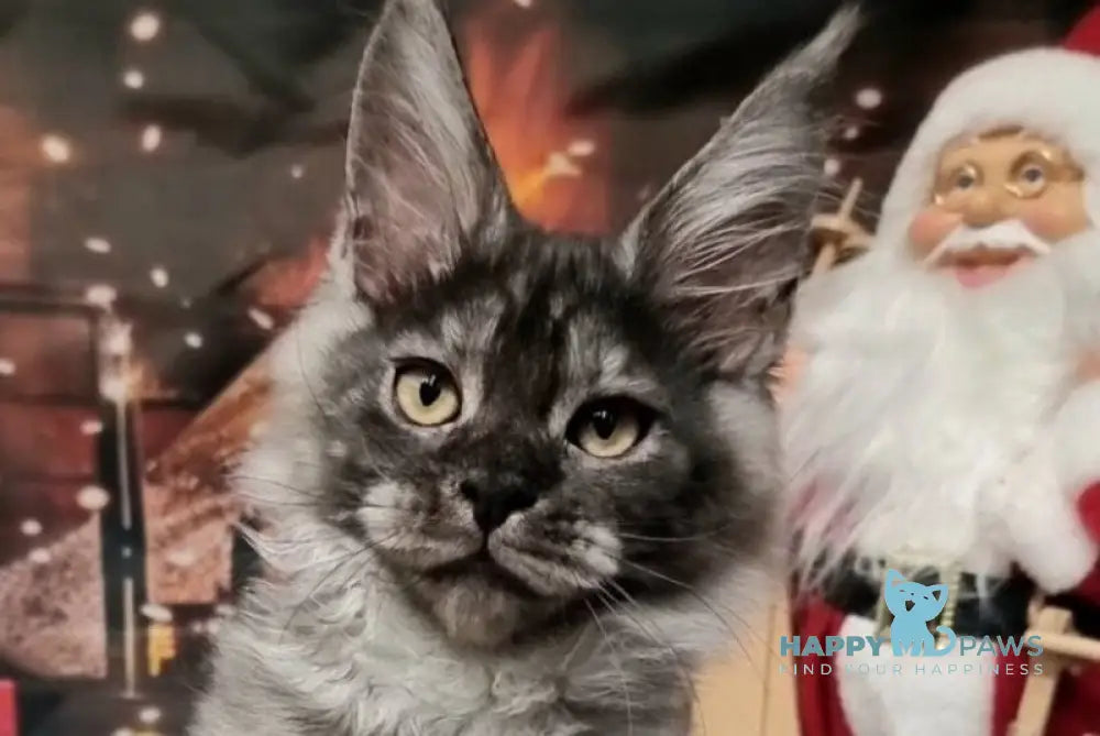 Astins Maine Coon male black silver live animals