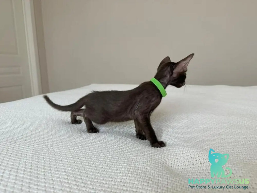 Aston Oriental Shorthair male chocolate - live animals