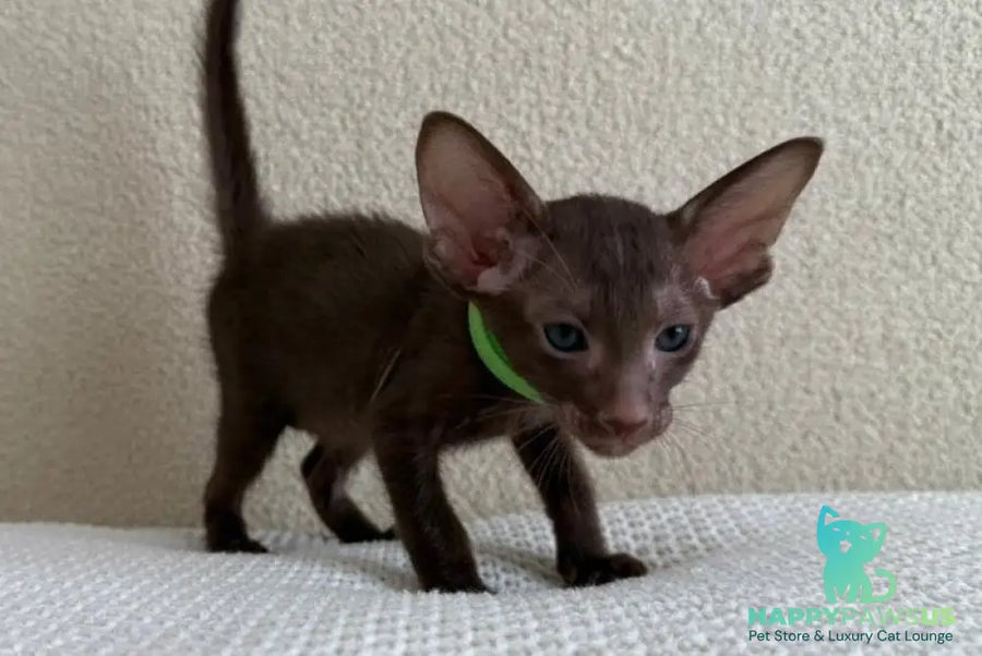 Aston Oriental Shorthair male chocolate - live animals
