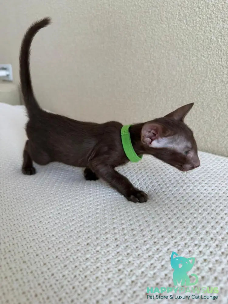 Aston Oriental Shorthair male chocolate - live animals