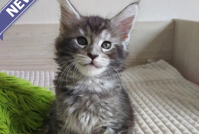 Astra Maine coon female black silver ticked tabby live animals