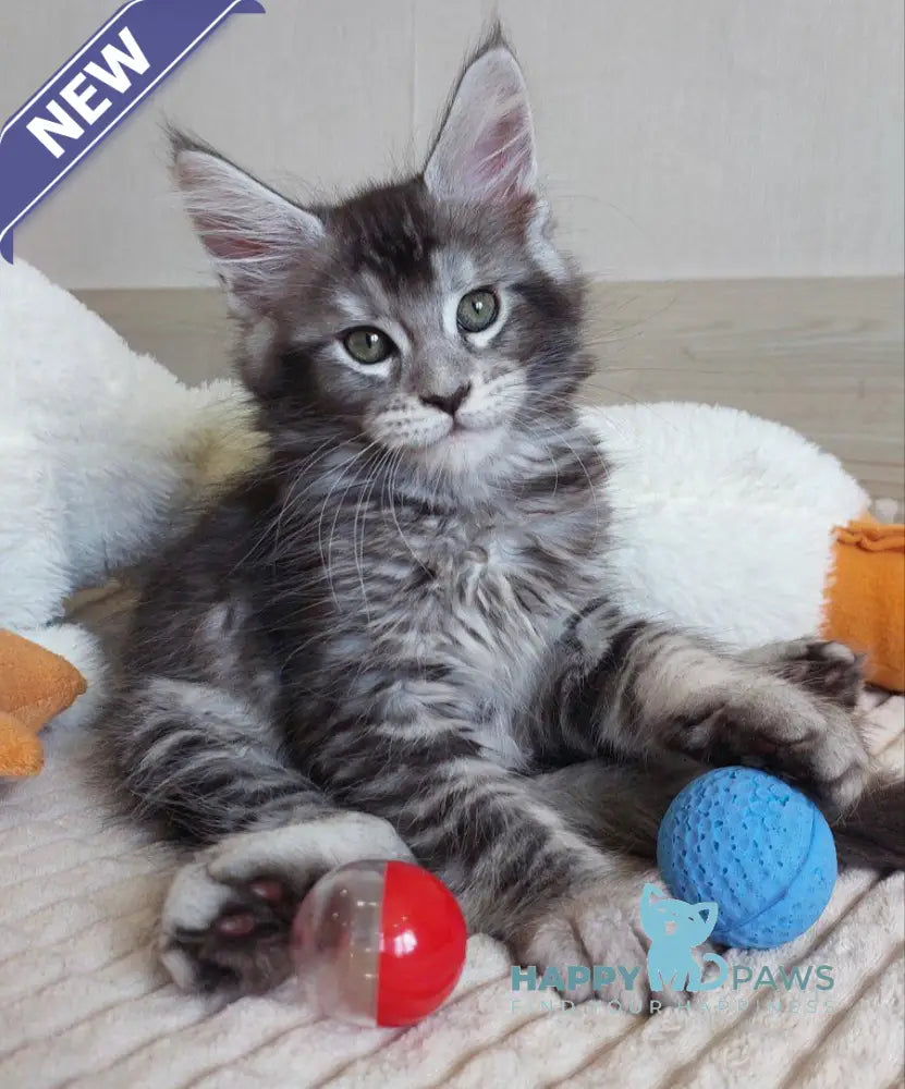 Astra Maine coon female black silver ticked tabby live animals