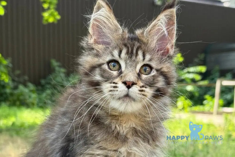 Astra Maine Coon female black tabby live animals