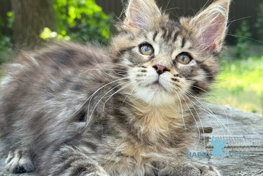 Astra Maine Coon female black tabby live animals