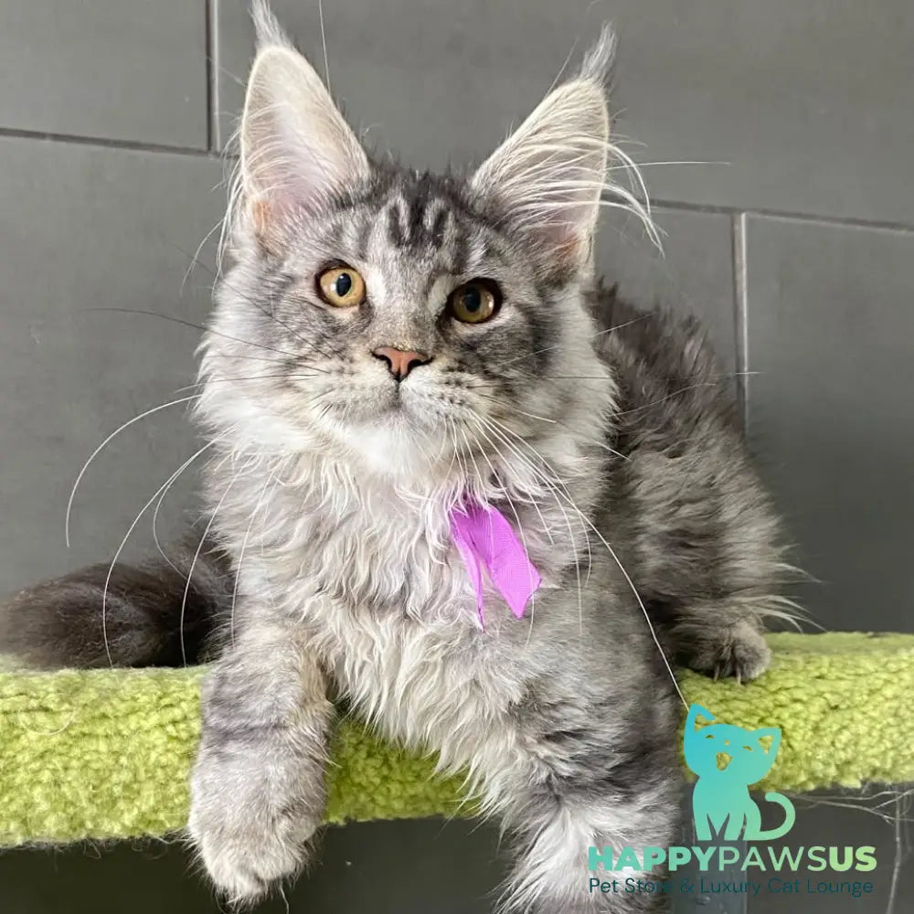 Asuncion Maine Coon male black tabby - live animals