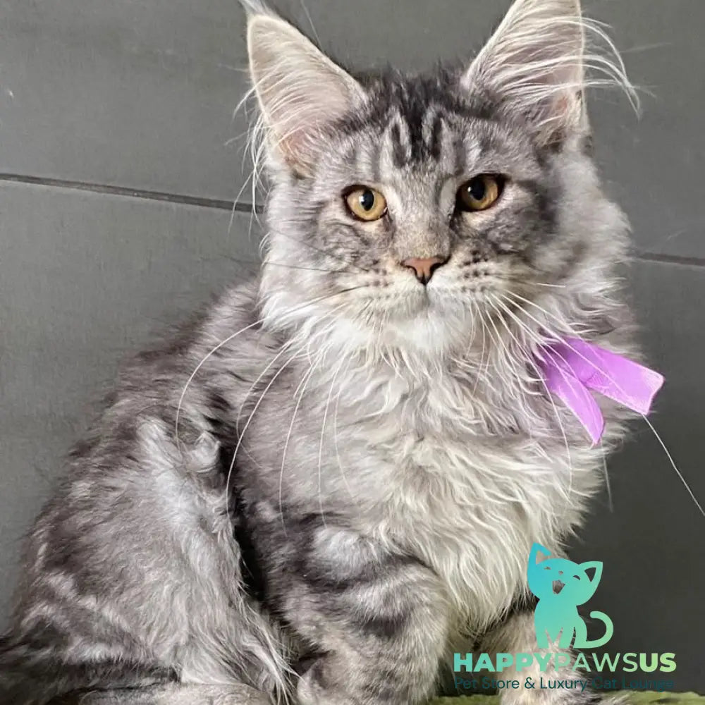 Asuncion Maine Coon male black tabby - live animals