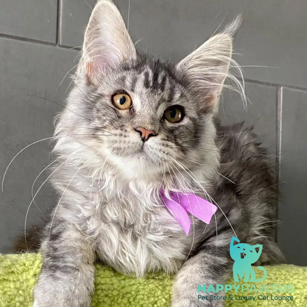 Asuncion Maine Coon male black tabby - live animals