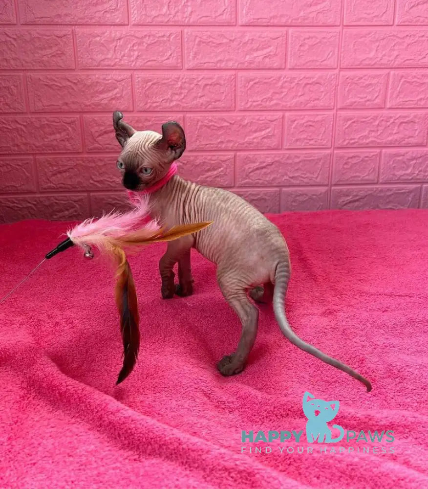 Asya Elf female seal mink - live animals