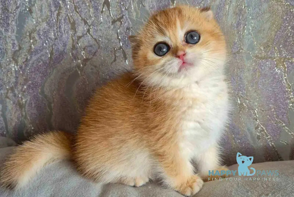 Asya Scottish Fold female black golden shaded live animals