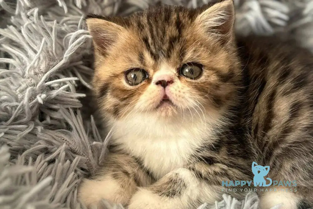A’Taisiya Persian female black tortie spotted tabby bicolour live animals