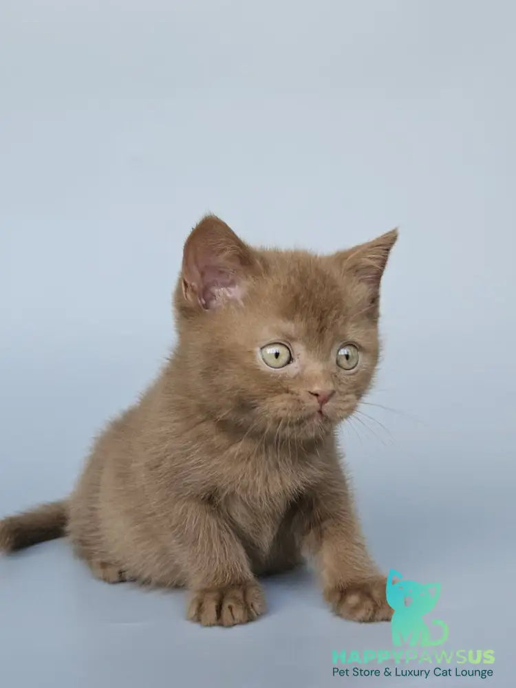 Atlas British Shorthair male cinnamon - live animals