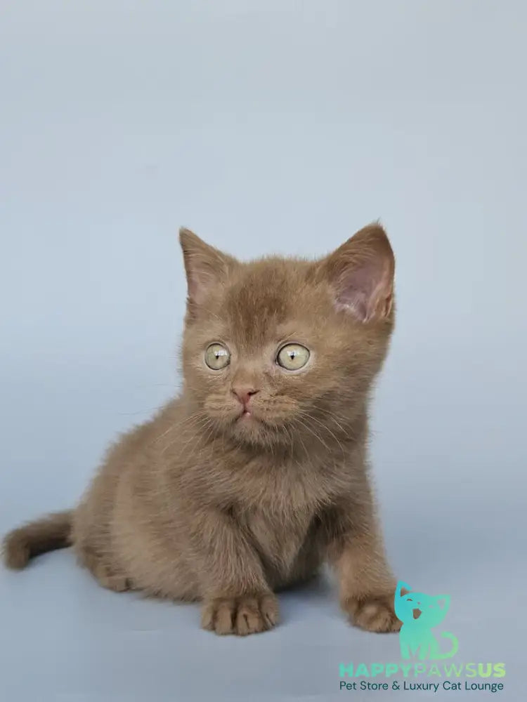 Atlas British Shorthair male cinnamon - live animals