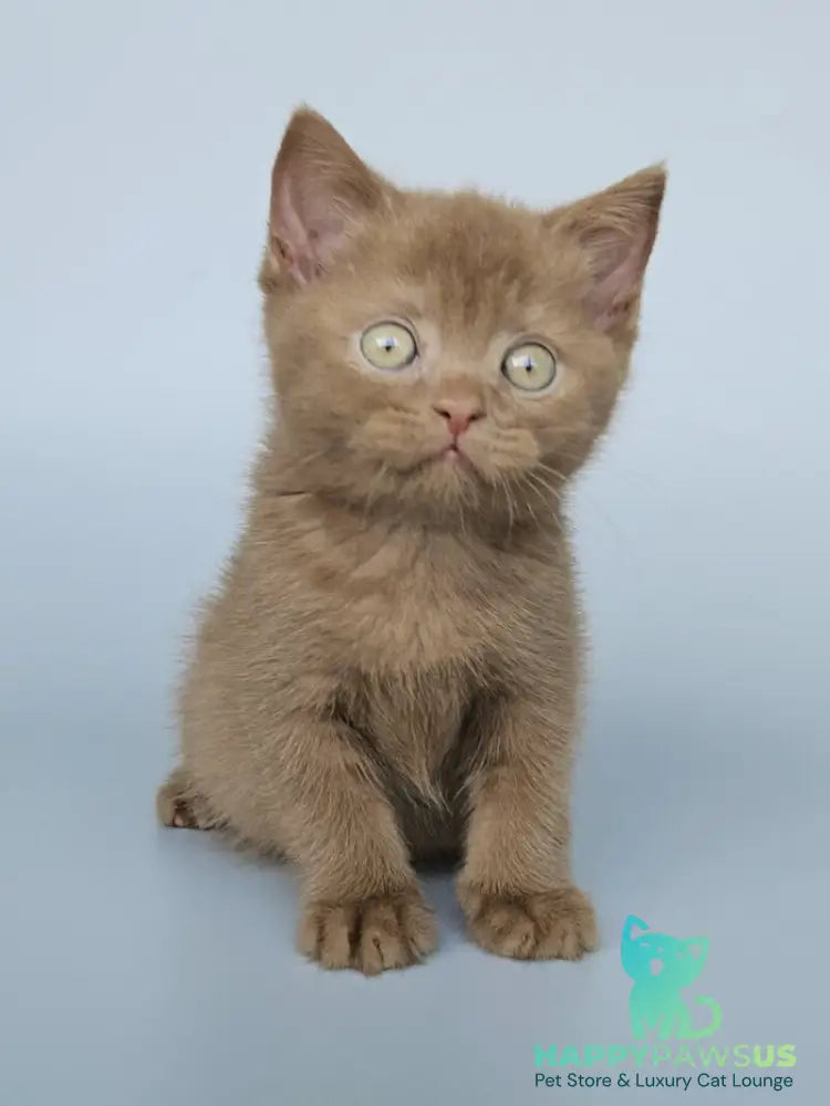 Atlas British Shorthair male cinnamon - live animals