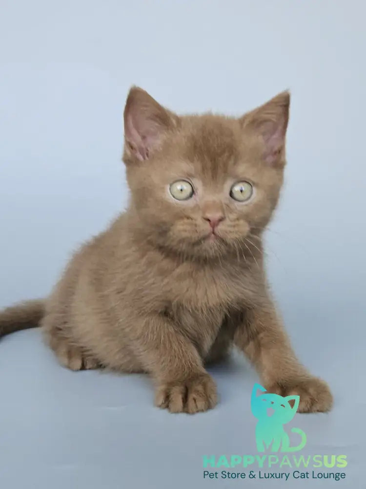 Atlas British Shorthair male cinnamon - live animals