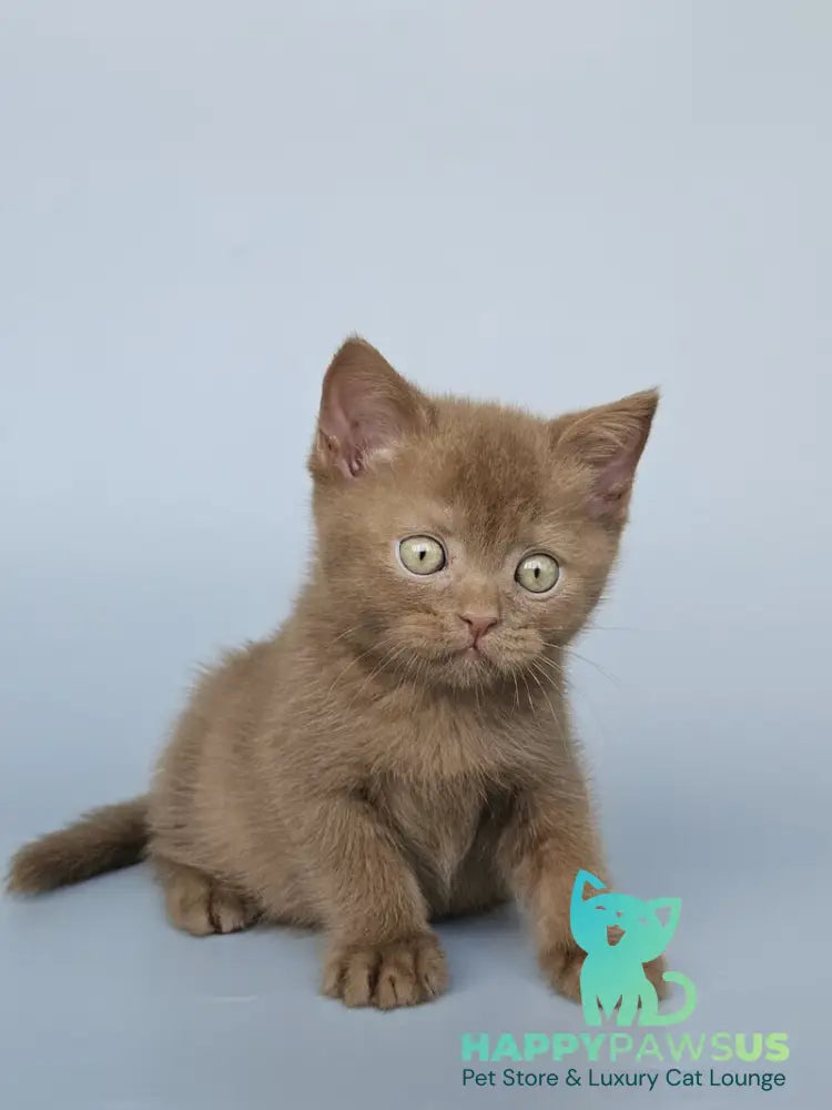 Atlas British Shorthair male cinnamon - live animals
