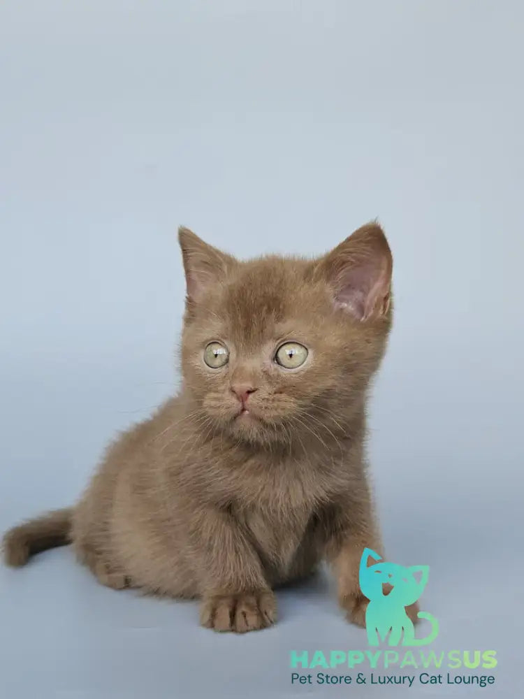 Atlas British Shorthair male cinnamon - live animals
