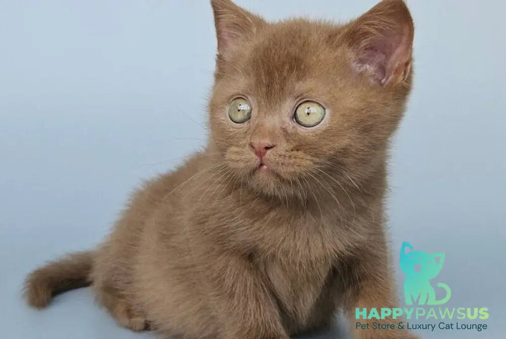 Atlas British Shorthair male cinnamon - live animals