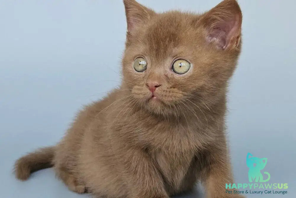 Atlas British Shorthair male cinnamon - live animals