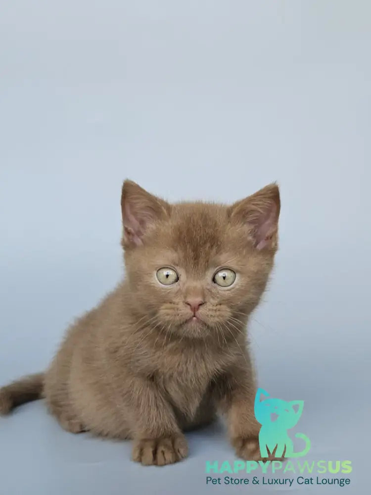 Atlas British Shorthair male cinnamon - live animals