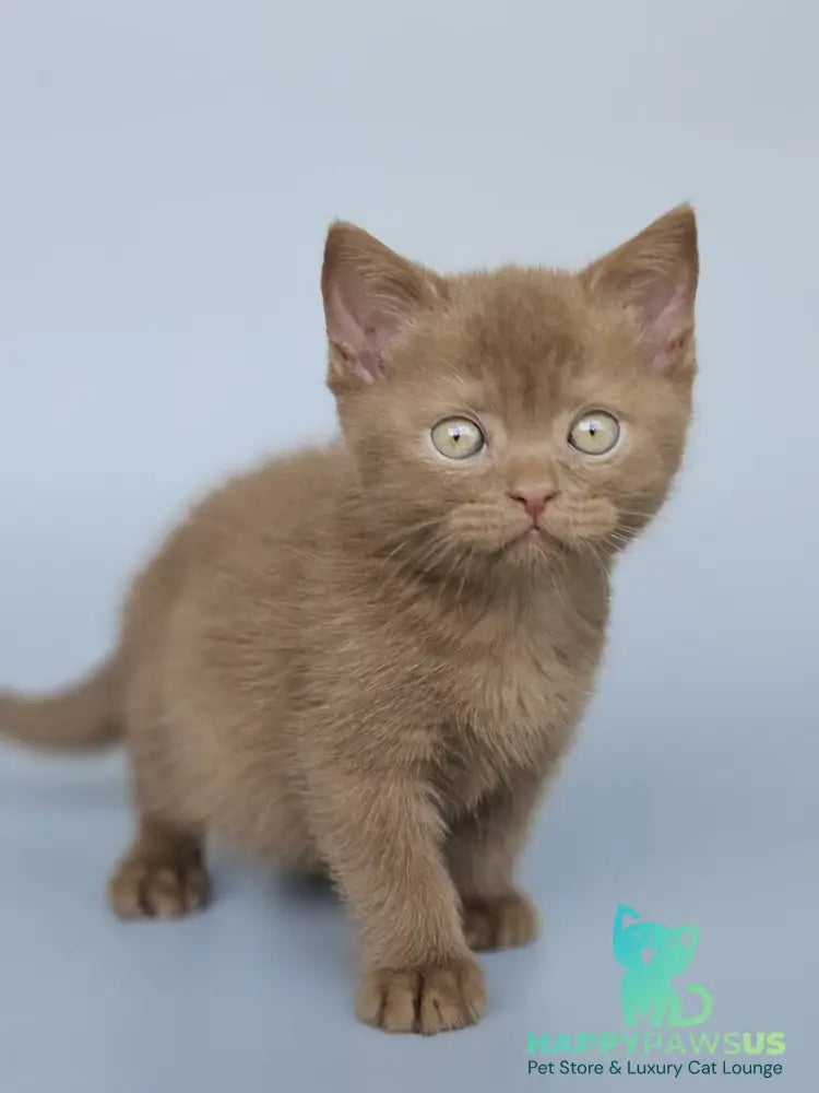 Atlas British Shorthair male cinnamon - live animals
