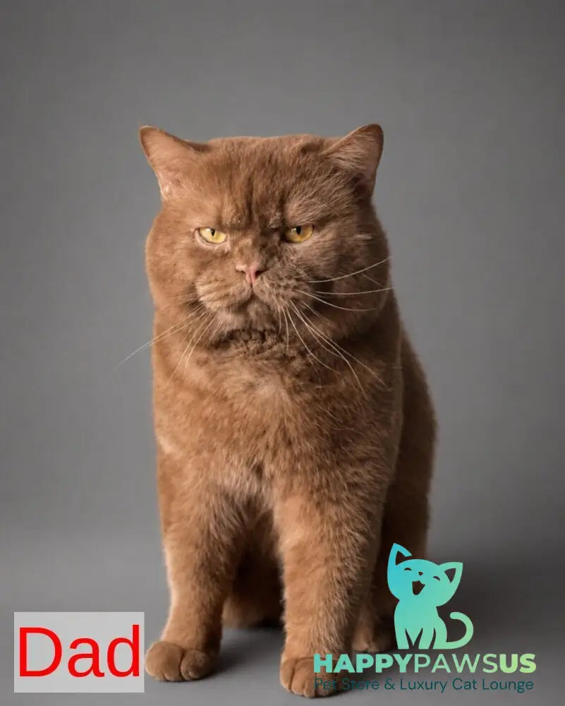 Atlas British Shorthair male cinnamon - live animals