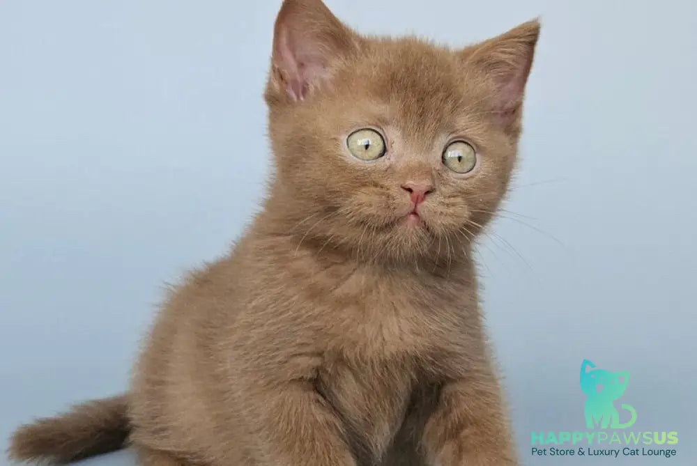 Atlas British Shorthair male cinnamon - live animals