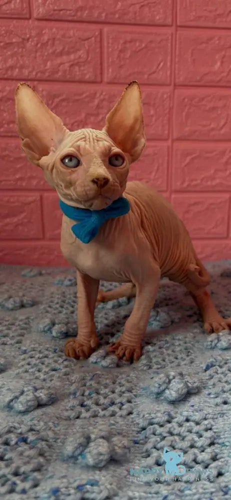 Atlas Elf male cream pointed - live animals