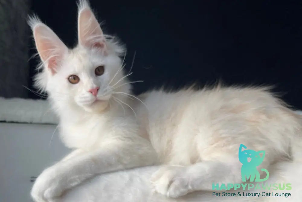 Atlas Maine Coon male cream silver live animals
