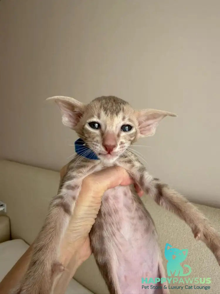 Atlas Oriental Shorthair male lilac tabby - live animals