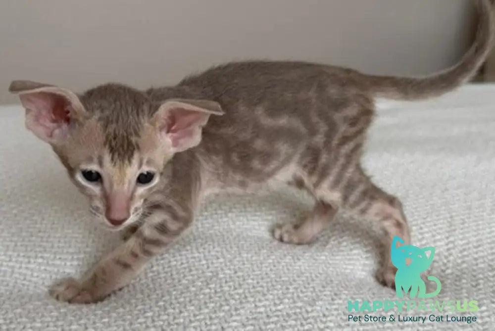 Atlas Oriental Shorthair male lilac tabby - live animals