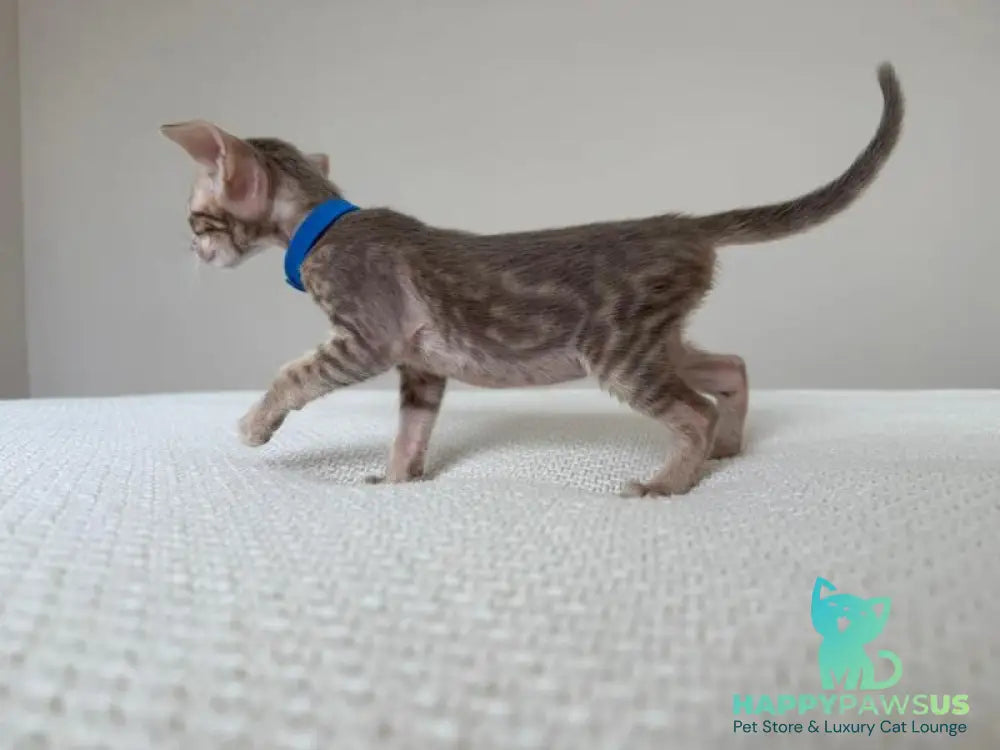 Atlas Oriental Shorthair male lilac tabby - live animals