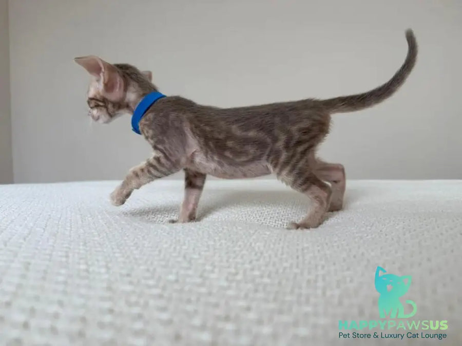 Atlas Oriental Shorthair male lilac tabby - live animals