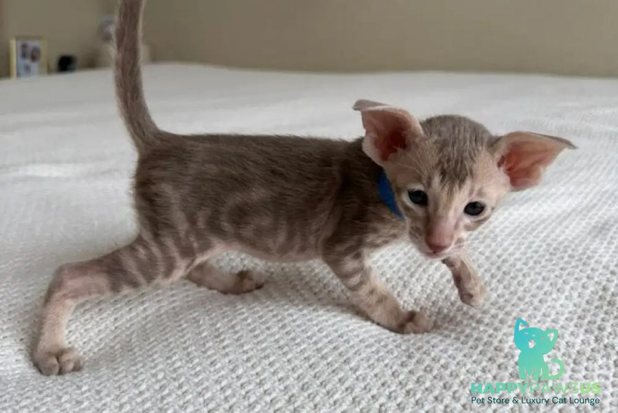 Atlas Oriental Shorthair male lilac tabby - live animals