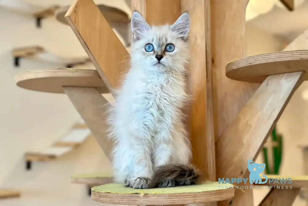 Atlas Siberian male blue tabby pointed - live animals