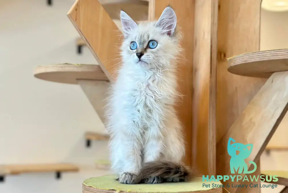 Atlas Siberian male blue tabby pointed - live animals