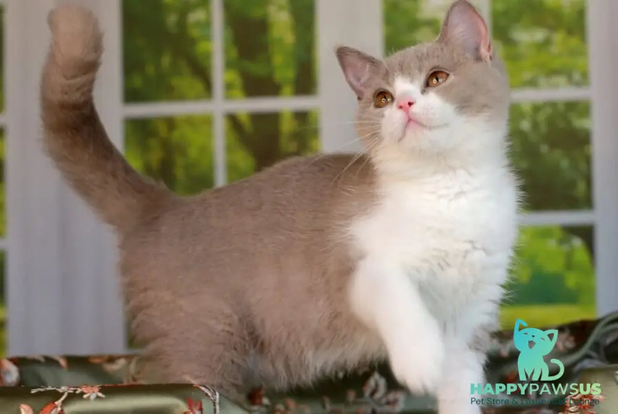 Atos British Shorthair male lilac bicolour - live animals