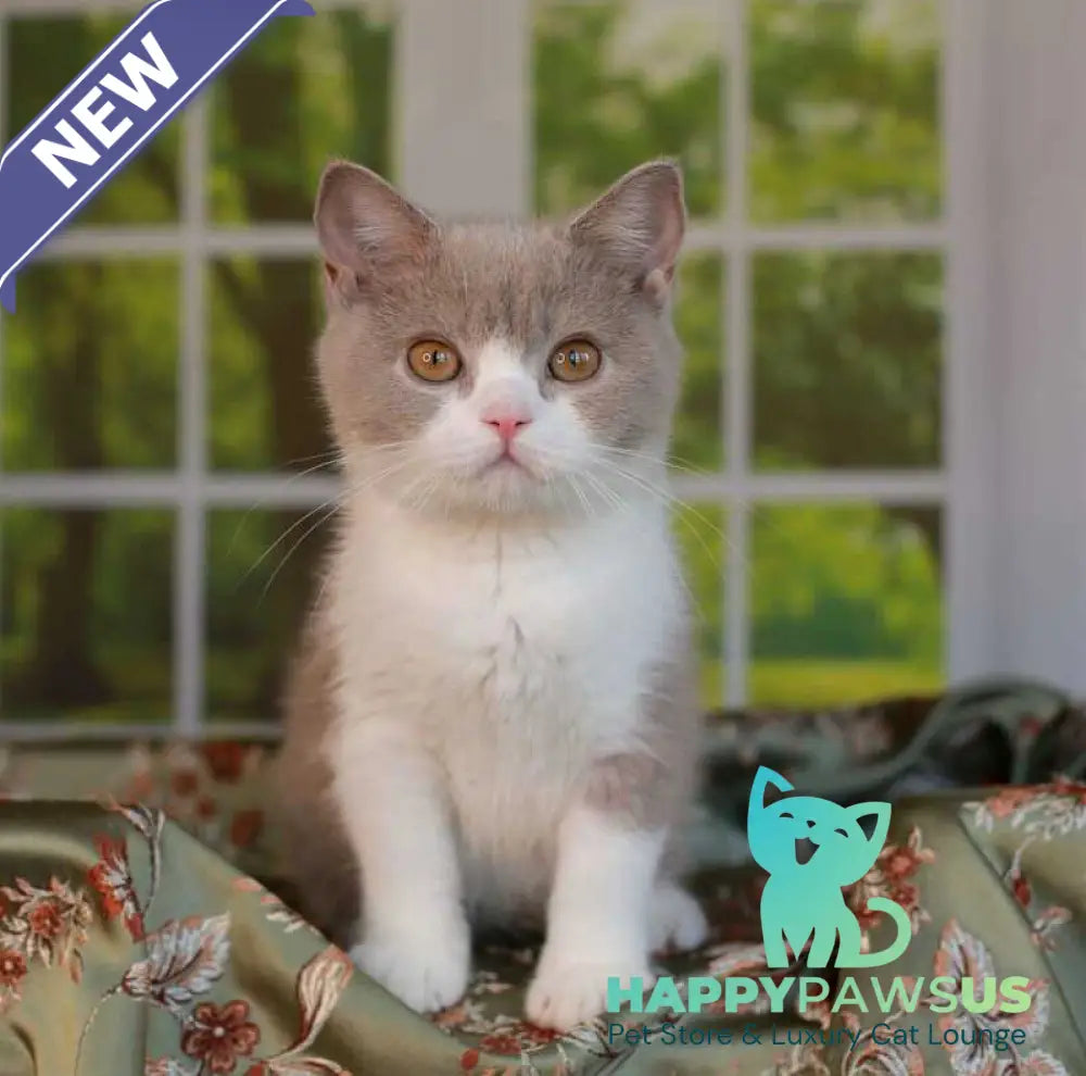 Atos British Shorthair male lilac bicolour - live animals