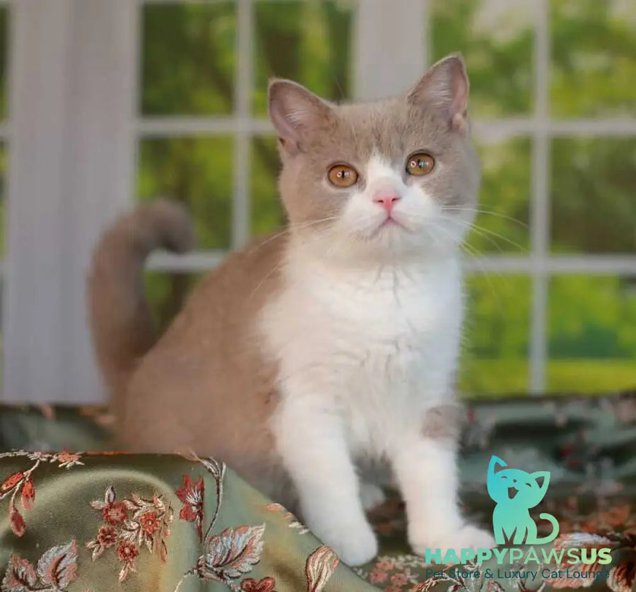 Atos British Shorthair male lilac bicolour - live animals