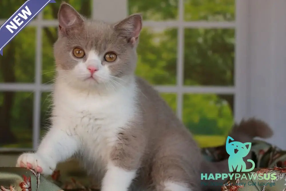 Atos British Shorthair male lilac bicolour - live animals