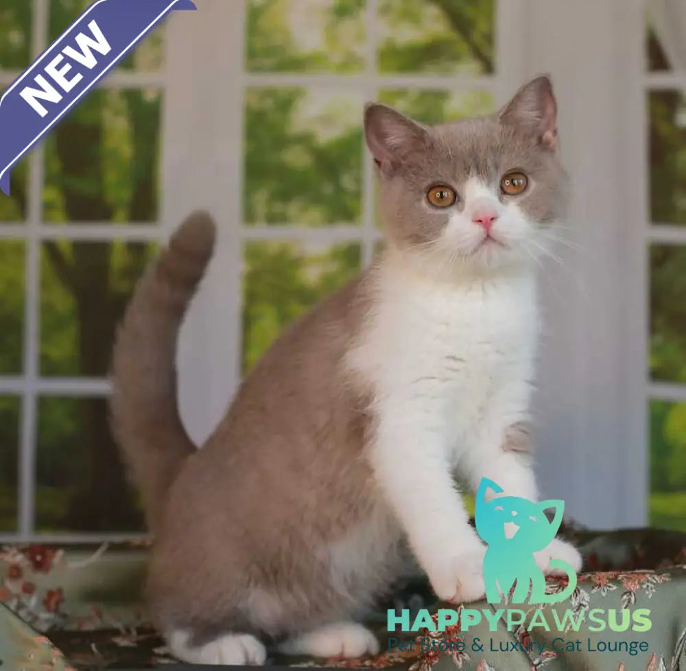 Atos British Shorthair male lilac bicolour - live animals
