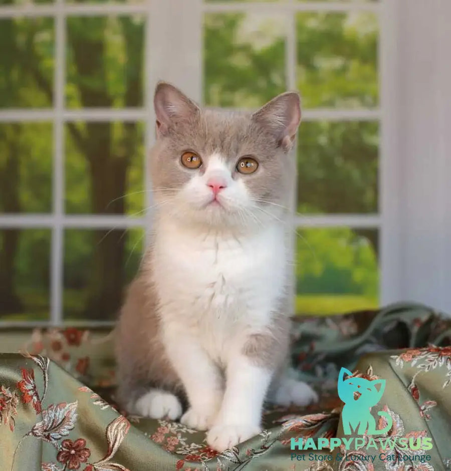 Atos British Shorthair male lilac bicolour - live animals
