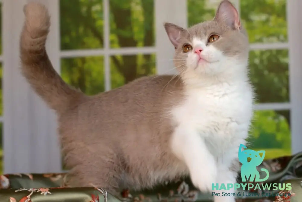 Atos British Shorthair male lilac bicolour - live animals