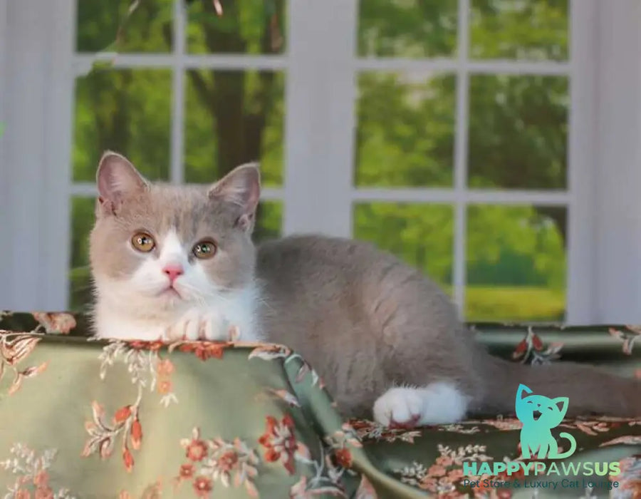 Atos British Shorthair male lilac bicolour - live animals