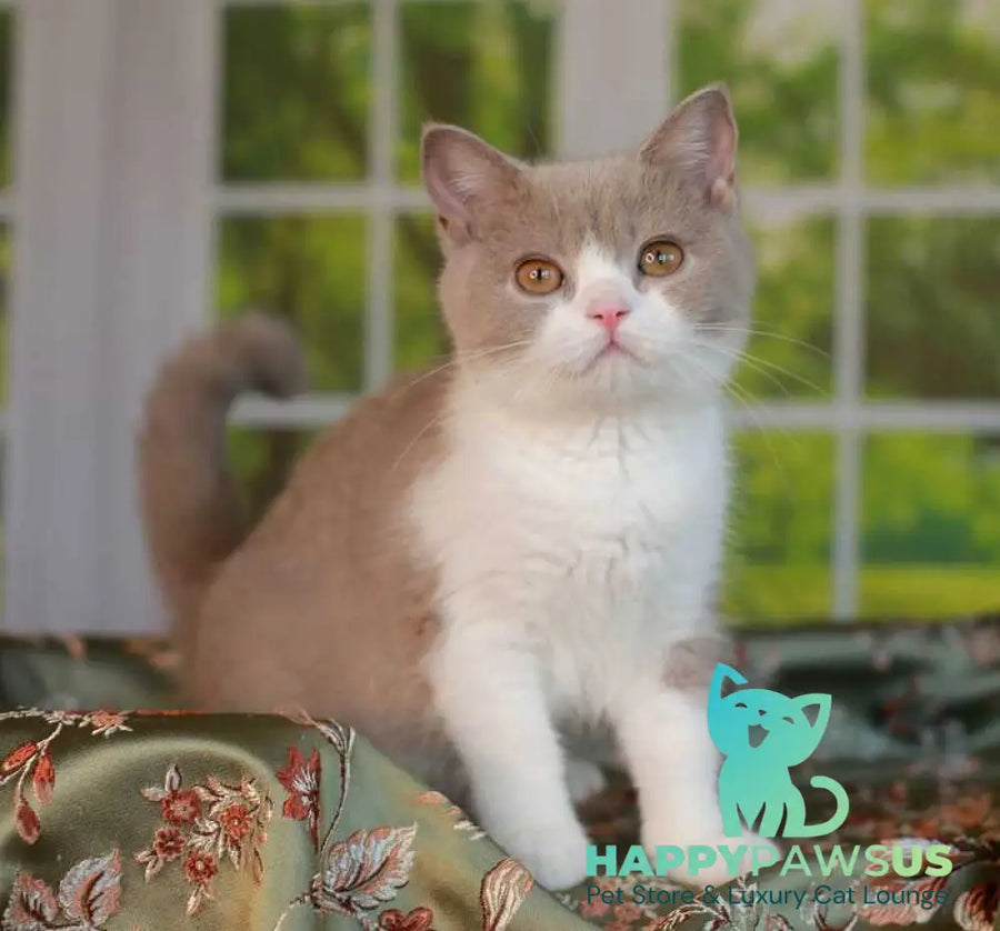 Atos British Shorthair male lilac bicolour - live animals