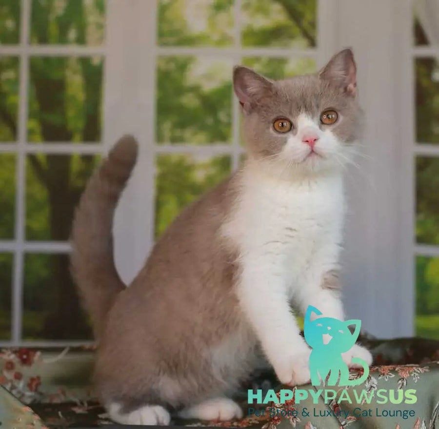 Atos British Shorthair male lilac bicolour - live animals