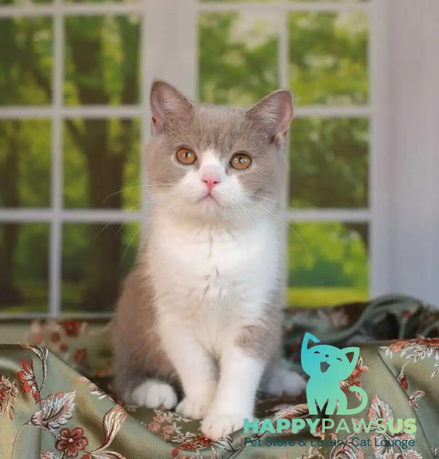 Atos British Shorthair male lilac bicolour - live animals
