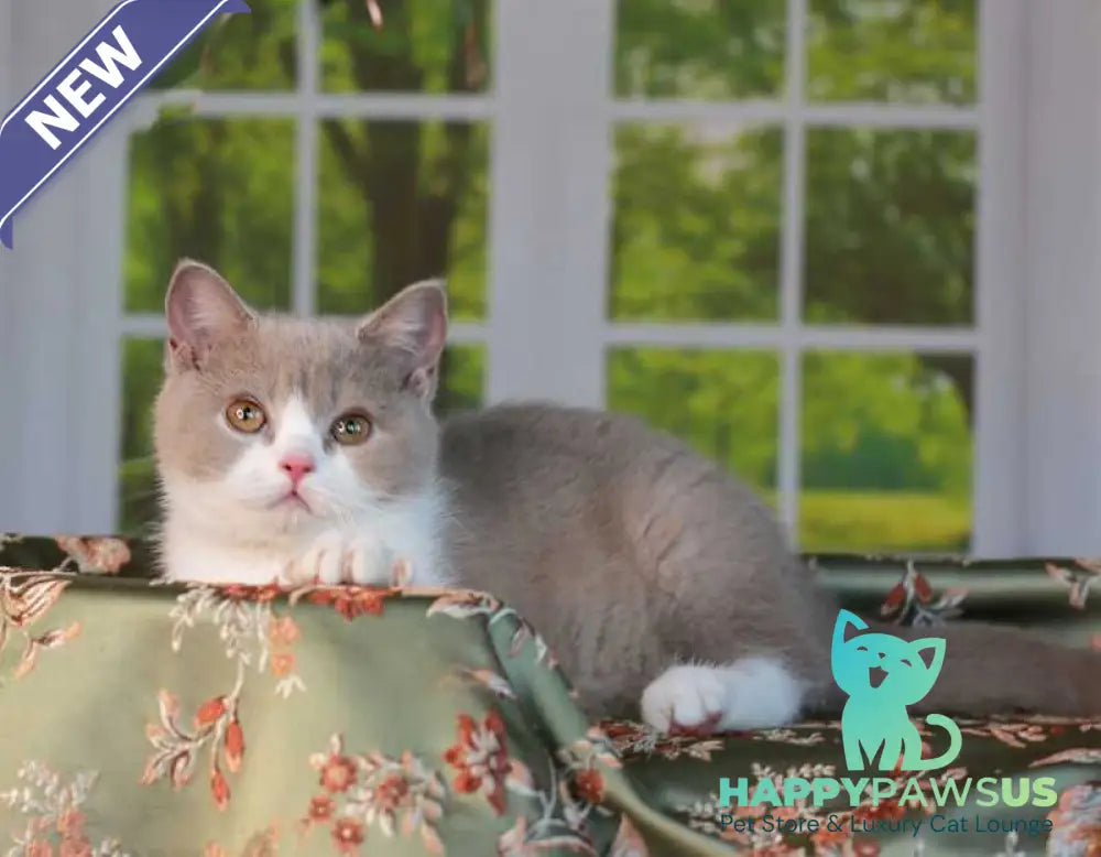 Atos British Shorthair male lilac bicolour - live animals
